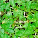 Necrosi e clorosi fogliari osservabili su piantine di peperone in vivaio colpite da X. campestris pv. vesicatoria