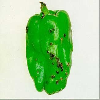 Tacche vescicolose su frutto di peperone affetto da maculatura batterica