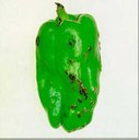 Tacche vescicolose su frutto di peperone affetto da maculatura batterica