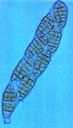 Pleospora allii