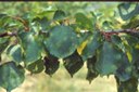 Albicocco aree clorotiche su foglie