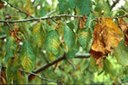 Ciliegio foglie colpite dalla malattia a vari stadi di infezione