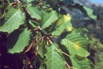 Ciliegio sintomo iniziale su foglie