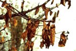 Ciliegio Foglie infette ancora attaccate al ramo durante l'inverno