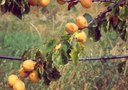 Albicocco sintomo su foglie e frutti