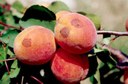 Albicocco sintomo su foglie e frutti