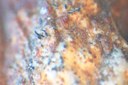 Foto 5. Acervuli e periteci di Gnomoniopsis su tessuto infetto