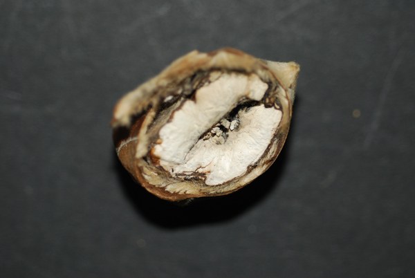 Le castagne assumono un aspetto gessoso e mummificato (foto G. Maresi)