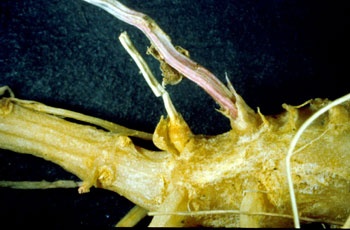 Apparato radicale di cetriolo con marciume e arrossamenti causati da Rhizopycnis vagum