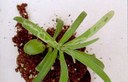Mine di L. huidobrensis su garofanino (Dianthus Lilliput)