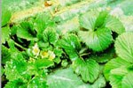 Piante di fragola con sintomi di nanismo e foglie con bollosità internervali determinati da Ditylenchus dipsaci