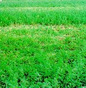 Campo di erba medica da foraggio con chiazza di piante infestate da Ditylenchus dipsaci