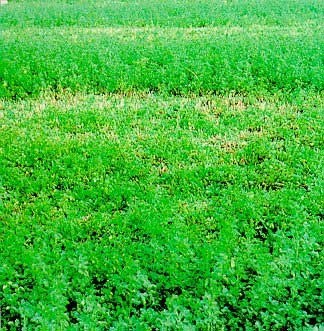 Campo di erba medica da foraggio con chiazza di piante infestate da Ditylenchus dipsaci