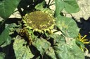 Peronospora del girasole