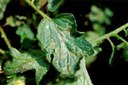 Lesioni di Ph. infestans su foglie di pomodoro