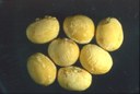 Incrostazioni di micelio e oospore di P. manshurica su semi di soia