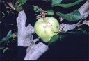 Danni da ricamatrice su frutto