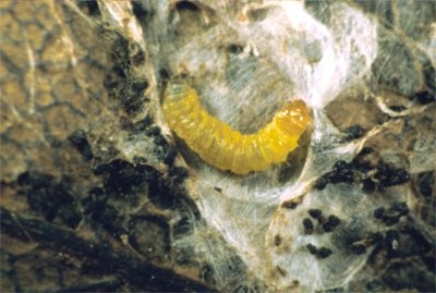 Larva di P. cerasana