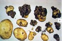Rogna nera della patata 1.150 (Settore Fitosanitario - Regione Piemonte)