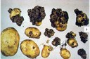 Rogna nera della patata 1 (Settore Fitosanitario - Regione Piemonte)