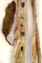 Midollo invaso da S. sclerotiorum