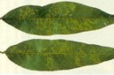 Sono le foglie basali e mediane a manifestare sintomi più accentuati che con le alte temperature estive tendono ad attenuarsi