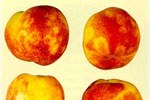 maculatura clorotica fogliare del melo (ApCLSV)