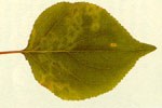 maculatura anulare necrotica dei Prunus (PNRV) 