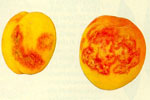 Alcune varietà di albicocco infette dal virus della maculatura clorotica fogliare del melo (ApCLSV) e dal virus della maculatura anulare necrotica dei Prunus (PNRV)