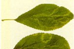 Alcuni virus come quello della maculatura clorotica fogliare del melo (ApCLSV) e quello della maculatura anulare necrotica dei Prunus (PNRV) provocano lineature ed anulature clorotiche sulle foglie di susino simili a Sharka