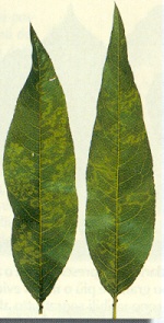 Sono le foglie basali e mediane a manifestare sintomi più accentuati che con le alte temperature estive tendono ad attenuarsi