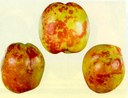 Sulle nettarine il sintomo consiste in vere e proprie deformazioni costituite da protuberanze di colorazione rossastra che contrastano con il colore verde-giallo dell´epidermide del frutto immaturo