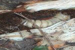 larva - foto Servizio fitosanitario Regione Lombardia