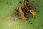 Acini infestati da larve di tignoletta