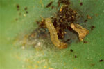 Acini infestati da larve di tignoletta