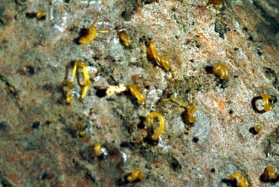 Dai picnidi fuoriescono le spore sotto  forma di lunghi cirri gialli