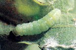 larva