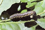 Orthosia munda