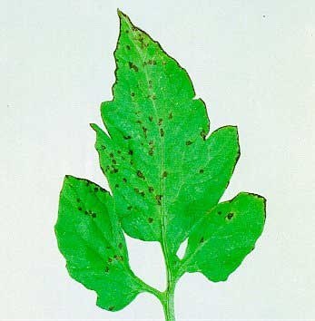 Maculature causate da X. campestris pv. vesicatoria su foglia di pomodoro