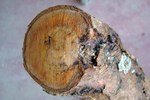 Carie del legno in corrispondenza del punto di evasione dei carpofori