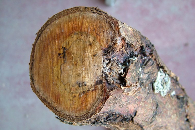 Carie del legno in corrispondenza del punto di evasione dei carpofori