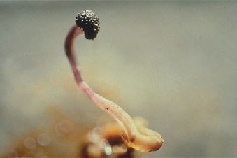 Sclerozi germinanti