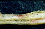 Radice colpita da Rhizopycnis vagum: caratteristico colore rosa delle aree marcescenti e picnidi del fungo