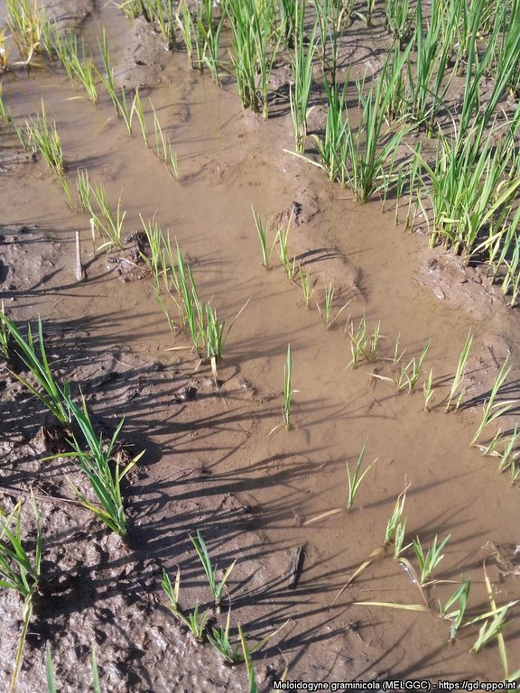 Arresto della crescita e clorosi su piante di riso provocate dal nematode del riso