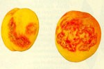 Alcune varietà di albicocco infette dal virus della maculatura clorotica fogliare del melo (ApCLSV) e dal virus della maculatura anulare necrotica dei Prunus (PNRV)