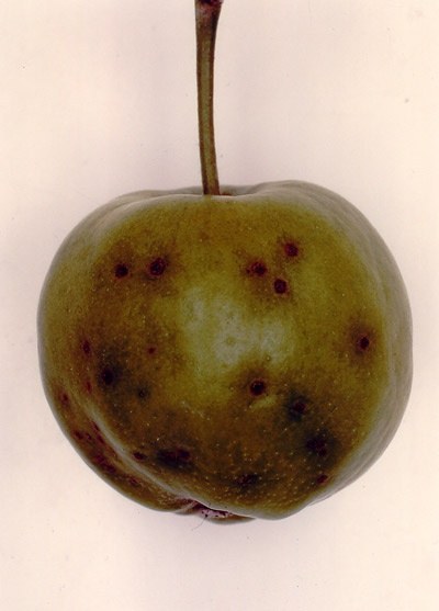 Esiti della malattia su frutti di melo