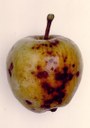 Esiti della malattia su frutti di melo