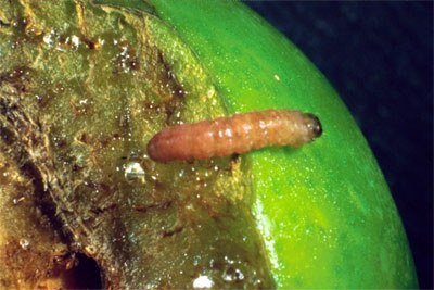 Frutto infestato da C. funebrana