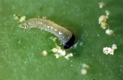 Penetrazione della larva di tignola nel frutto