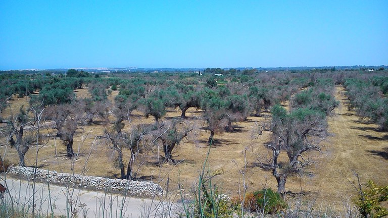 Xylella